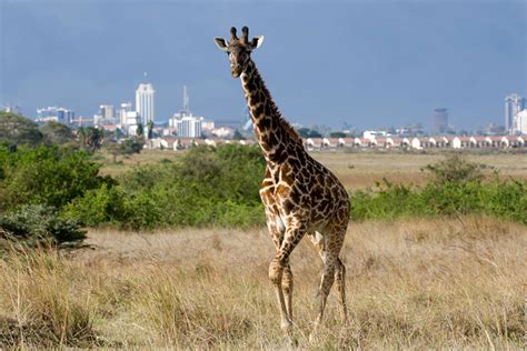 NAIROBI NATIONAL PARK - Jestar Travel