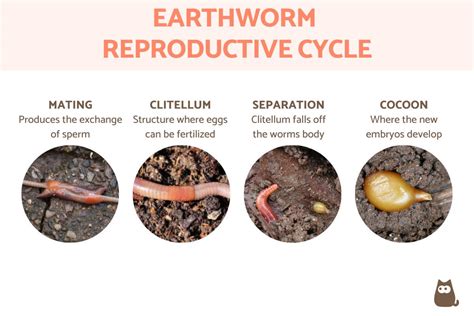 How Are Worms Born? - Earthworm Reproduction With Diagrams