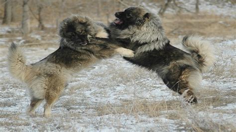 Caucasian Shepherd Dog vs Wolf (Documentary in HD!!!) | Doovi