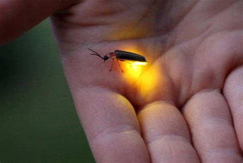 How the Chemistry Behind a Firefly's Glow Could Lead to Innovations in ...