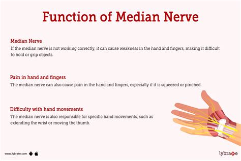 Median Nerve (Human Anatomy): Image, Functions, Diseases and Treatments