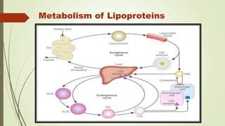 Lipoproteins Metabolism | PPT