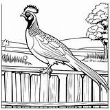 Pheasant On A wooden fence coloring Page Lulu Pages sketch template
