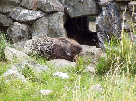 Hystricidae - Old World porcupines | Wildlife Journal Junior