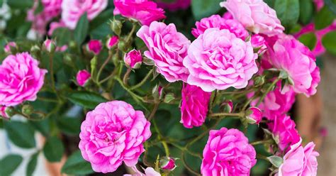 15 of the Best Miniature Teacup Roses | Gardener’s Path