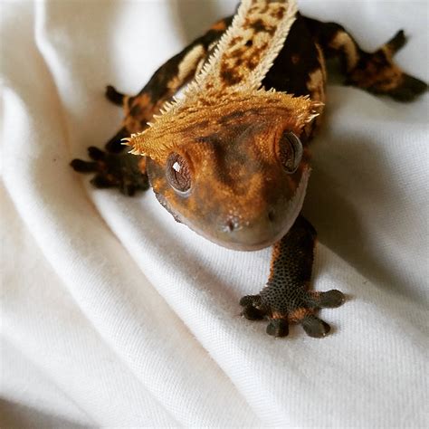 My beautiful little crested gecko, Babu! (x-post from r/reptiles) : r/aww