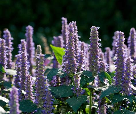 Anise Hyssop - Plant Care and Growing Guide - Gardening Den