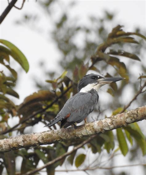 Amazon Birdwatching - Yasuni Tour - Yasuni Rainforest - Ecuador Amazon