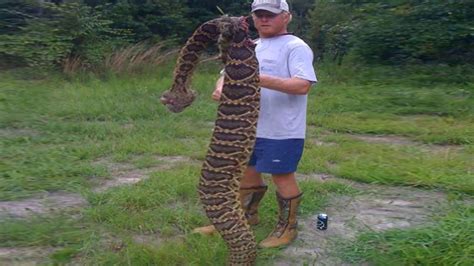 Florida Discovers the World's Biggest Rattlesnake and Concussion (video)