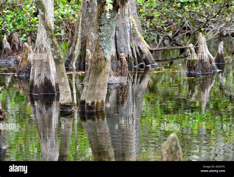 Bald cypress trees in the marsh. Big Cypress National Preserve, Florida ...