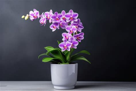 Purple Orchid pot plant orchid | Premium Photo - rawpixel