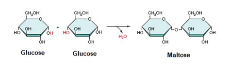 Dehydration Reaction Example