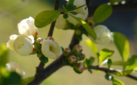 Japanese Quince Flowers Plant - Free photo on Pixabay - Pixabay