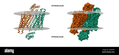 Structure of the active delta opioid receptor with the small molecule agonist DPI-287. 3D ...