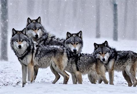 Wolf pack in snow | OpenArt