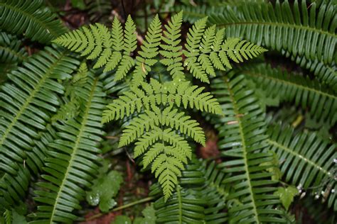 File:Gymnocarpium dryopteris 6035.JPG - Wikimedia Commons