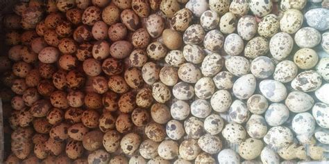 Quail Eggs - 20 pcs | Taza Haat