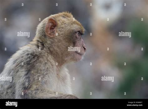 Barbary Ape Gibraltar Stock Photo - Alamy