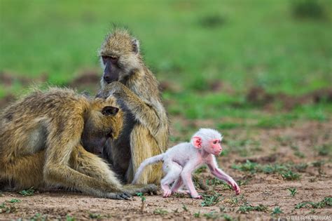 White Baby Baboon | Will Burrard-Lucas