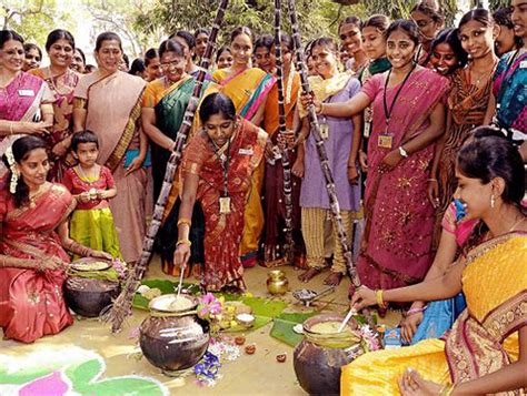 Significance Of Four Day Of Pongal Celebration : Pongal Celebrations, Pongal, Indian Festivals