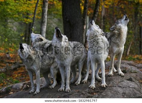 42,598 Wolf Park Images, Stock Photos & Vectors | Shutterstock