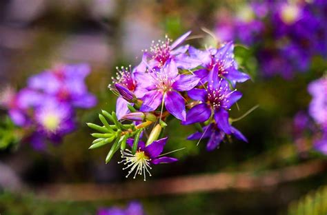 Kings Park wildflowers - Travel nut