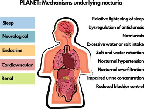 Evaluation and Treatment in Urology for Nocturia Caused by ...