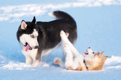 Siberian Husky temperament