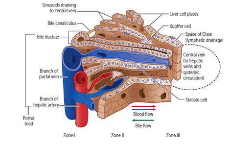 Diagram Of Liver Tissue / Liver Biopsy Niddk - fredrica6966