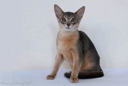 Abyssinian Cat Pictures