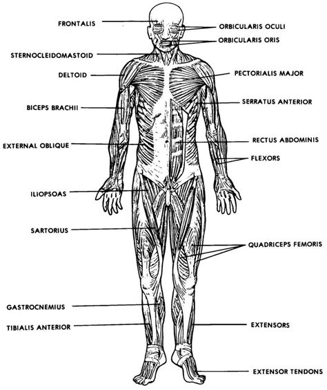 The Muscular System Labeled | Human muscle anatomy, Muscular system ...