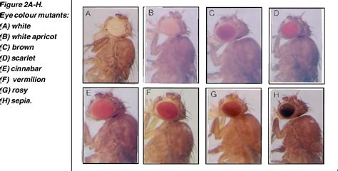 [PDF] Teaching and learning genetics with Drosophila. 2. Mutant ...