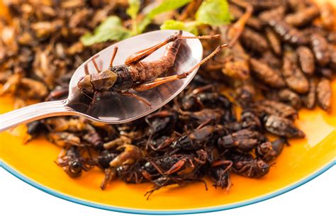 Food Insect - RateMDs Health News