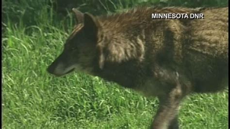 CLOSER LOOK: Minnesota's wolf population | FOX 9 Minneapolis-St. Paul