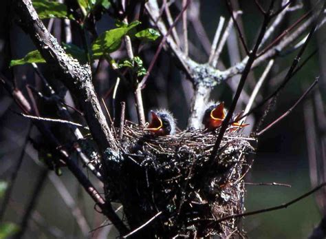 Avalonia eTrails: Nests