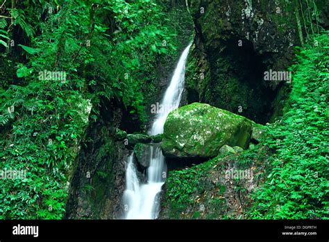 Deep forest waterfall Stock Photo - Alamy