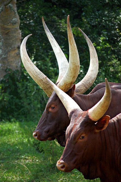 african long horn cattle - caspervandien2018