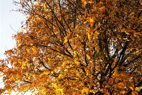 Sycamore tree in autumn | Sycamore tree, Plants, Tree