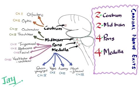 Medicowesome: Cranial Nerve Exits Mnemonic (2 2 4 4 )