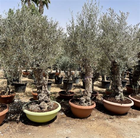 Olea europea or Olive Tree 1.7 - 2.0m, 200-300mm Dia | Green Souq UAE