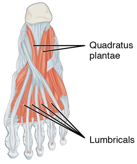 Lumbrical Muscles of the Foot - Origin, Insertion, Function