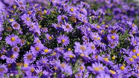 24 Gorgeous Types of Aster Flowers (#11 Is Wow)