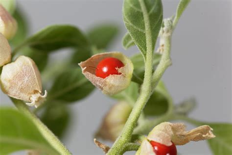 Ashwagandha: 6 Health Benefits and Rich History - Izee Native