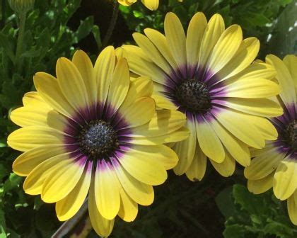 Osteospermum X cultivars | GardensOnline