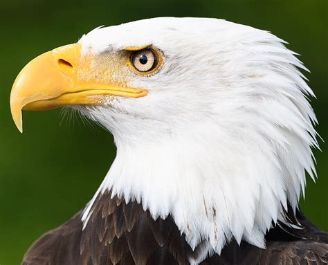 Bald Eagle | San Diego Zoo Safari Park