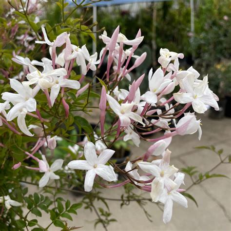 Pink Jasmine Vine | C&J Gardening Center