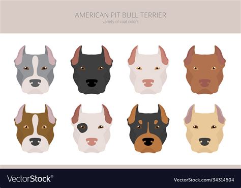 American pit bull terrier dogs set color Vector Image