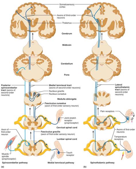 Somatosensory Pathways | Medical anatomy, Medical school life, Studying medicine