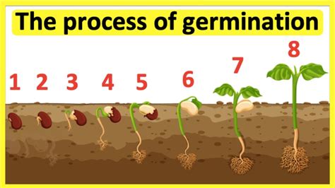 The process of seed germination 🌱| Step-by-step process - YouTube