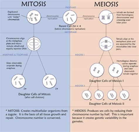 CIE Biology Paper-3 Specimen Questions with Answers 35 to 38 - ExamTestPrep